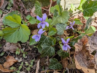 Early Dog-violet (Viola reichenbachiana)