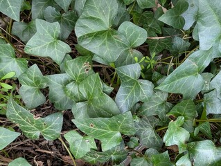 Leaves of Ivy (Hedera)