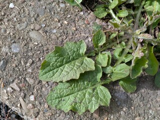 Leaves of Nipplewort (Lapsana communis)