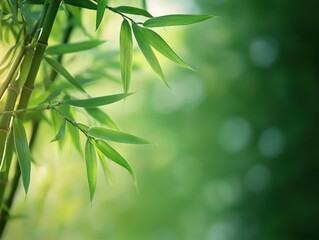 Serene bamboo foliage in a tranquil forest setting with soft light creating a peaceful and zen atmosphere