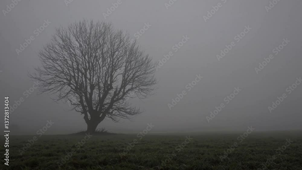 Poster solitary bare tree standing amid misty field, creating atmospheric landscape with minimalist composi
