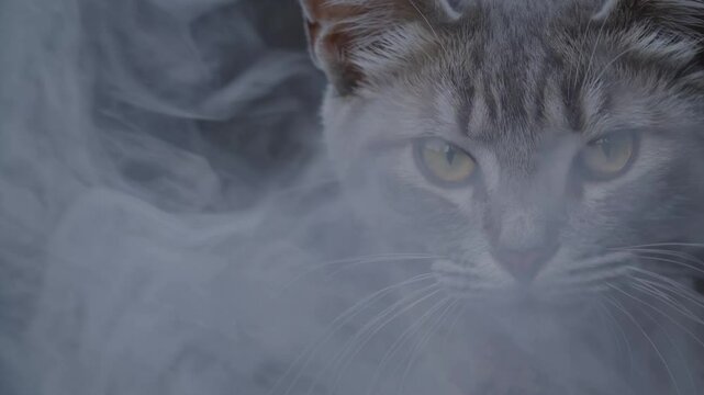Mystical gray tabby cat with piercing yellow eyes materializing through dense, swirling fog, embodying ethereal feline elegance and mysterious atmosphere