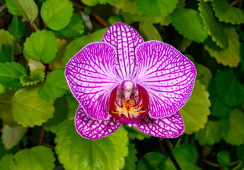 Candy stripe - Phalaenopsis orchids, A red flower of an ornamental hybrid orchid blooming in a...