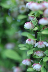 flowers in the garden