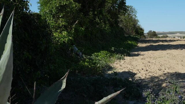 Perro bodeguero buscando un conejo en el campo. Andalusian Rat Terrier