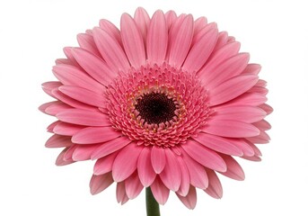 A single pink gerbera daisy with a dark center isolated against a white background in full bloom transparent background