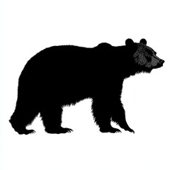  Detailed black silhouette of a bear with visible fur texture walking and looking to the right on a white background.
