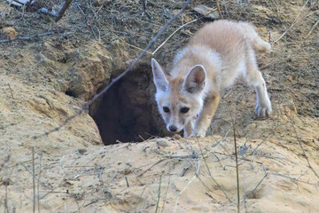 Fototapeta premium Desert Fox or White-footed fox (Vulpes vulpes pusilla), a cub, youngster, close to the den entrance, Jhalana Leopard Reserve, Jaipur, Rajasthan, India.