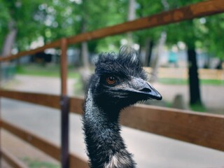 Close-up Portrait of an animal Emu with Intense Stare in a Zoo