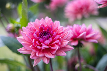 A close-up red dahlias in full bloom with delicate petals and lush green leaves. The flowers are fresh, detailed, and striking against a blurred natural background, creating a vivid garden scene. © zlatoust198323