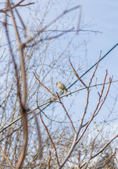 sparrow on a branch
