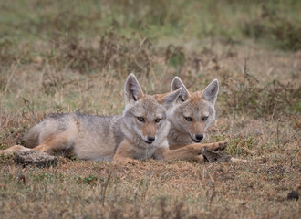 Golden Jackal Pups