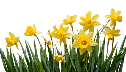 yellow daffodil flowers