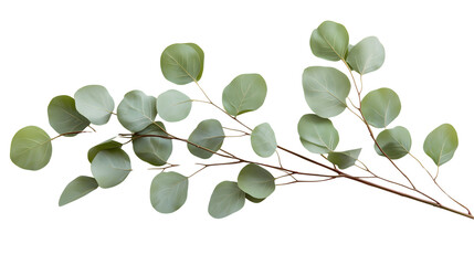 Obraz premium Isolated Spring Flowers and Botanical Elements – Realistic Floral Cutouts on White Background