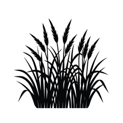 Paddy Field with Tall Grass – Rice Field Landscape, Nature Scene, Vector Illustration