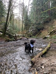dog in the river