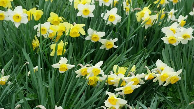 Ein windiger Tag im Fr&uuml;hling, Osterglocken Blumen im Wind. Gelbe Narzisse Blumen im Garten-