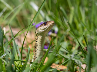 An alert Eastern Garter Snake in the grass with its head raised