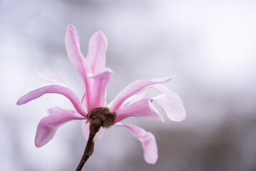 Piękna różowa magnolia japońska, wiosenne tło.