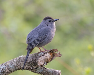 A Gray Catbird perched out on the tip of a broken branch