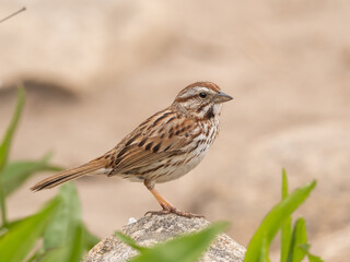 A close up of a Song Sparrow perched up on the top of a rock