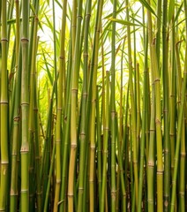 Fototapeta premium Dense green bamboo stalks forming a natural fence background, element, backdrop