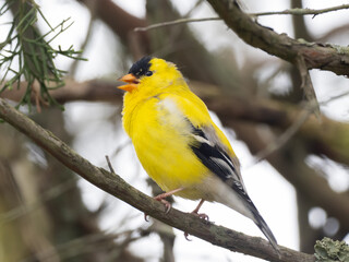 A very colorful adult male American Goldfinch perched on a small twig and singing