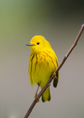 A Close up of an adult male Yellow Warbler in bright alternate, breeding plumage