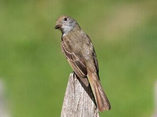 A close up rear view of a Great Crested Flycatcher perched on the top of a fence post