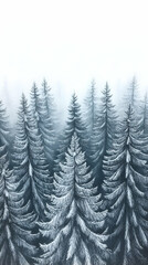 Fototapeta premium A winter scene showcases tall snow-covered fir trees disappearing into a foggy white background evoking a sense of tr