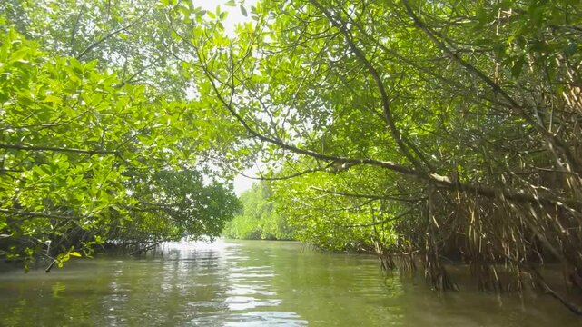 Time lapse of the serene mangroves of Sri Lanka on a boat safari adventure