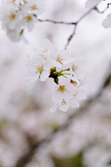 Cherry blossoms macro flower, blurred background