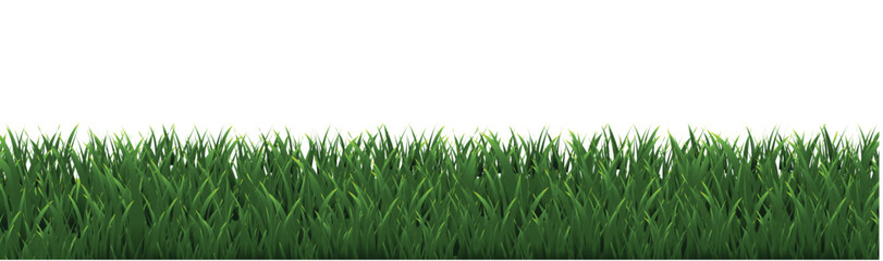 Obraz premium green grass isolated on white background