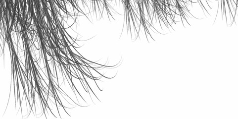 Obraz premium Black Minimalistic branch with leaves isolated on a white background, close up. Minimalist background macro of dandelion seeds. Outline summer landscape with grassy scribble doodles.