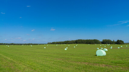 Green fields and hay bales, harvesting feed for cattle, Belarus.