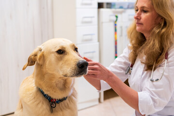 Brno, Czech Republic - March 28, 2025: A veterinarian examines a dog during an appointment at a veterinary clinic
