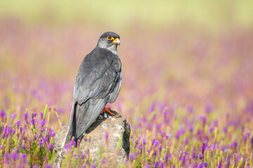 Male Amur Falcon Perched Against Vibrant Floral Background