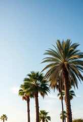Serene California sky, palm trees gently swaying in a soft breeze, green, tropical landscape