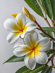 A gracefully curved Plumeria branch with several delicate blossoms in full bloom.