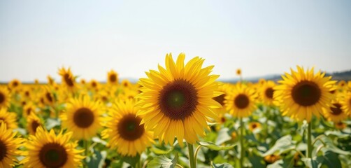 Obraz premium Vibrant yellow sunflower field background, sunny summer day, bright yellow, botany, design