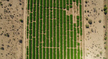 Green crops thrive in a dry region, showcasing drought-resistant farming techniques with an overhead view of organized rows