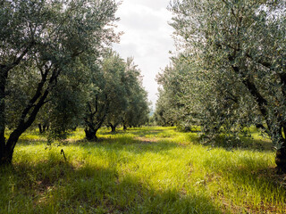 Olive grove Halkidiki, Greece, during summer. Sunlit trees with lush green grass create peaceful...