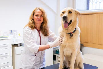 Brno, Czech Republic - March 28, 2025: A veterinarian examines a dog during an appointment at a veterinary clinic