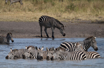 Zebras at Waterhole, Tarangire, Tanzania