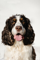 Portrait of Brown and White Springer Spaniel on white background