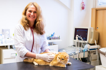 Brno, Czech Republic - March 28, 2025: A veterinarian examines a cat during an appointment at a veterinary clinic
