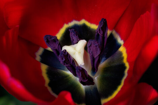 Tulip&aacute;n rojo, primavera