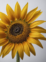 Fototapeta premium A close-up macro shot of a Sunflower’s center