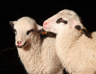 Close-up of two lambs enjoying the sunshine with a dark background