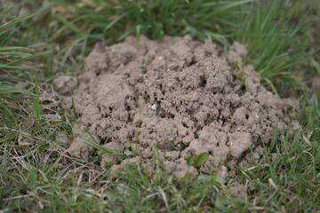 moss on the ground